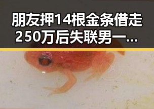 朋友押14根金条借走250万后失联男一验全是假货揭反差婊黑料如何打开世界的秘密